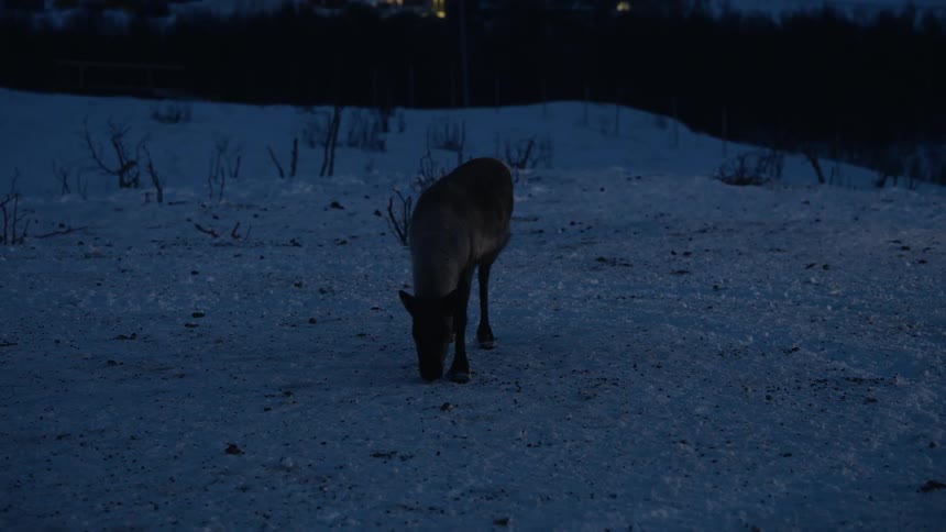 A lone reindeer forages for food in a snowy landscape during a cold winter night