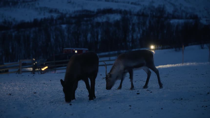 Two reindeer graze in the snow on a dark, quiet winter night in the mountains