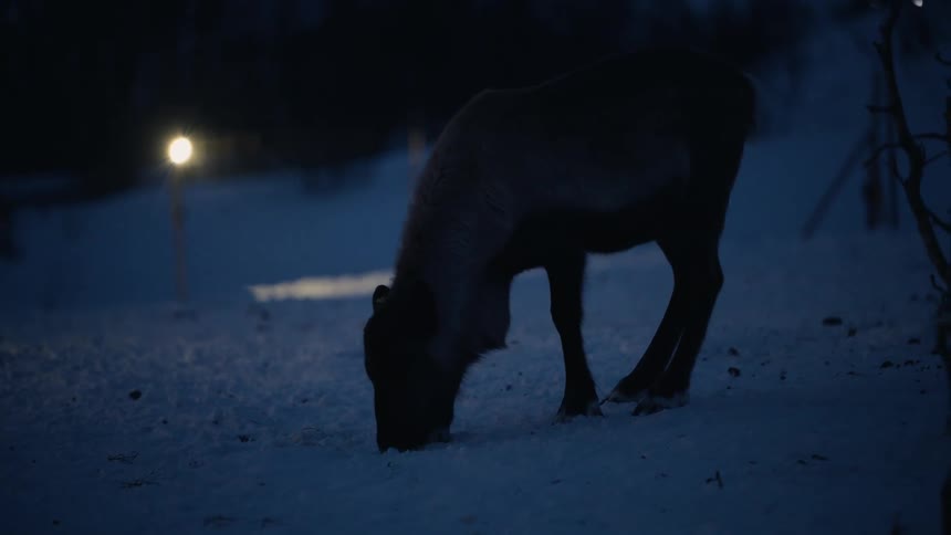A silhouetted reindeer forages for food in the deep snow on a cold and dark winter night