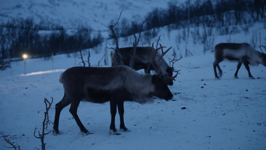 A small herd of reindeer stands and grazes on a snowy hillside during a tranquil winter dusk