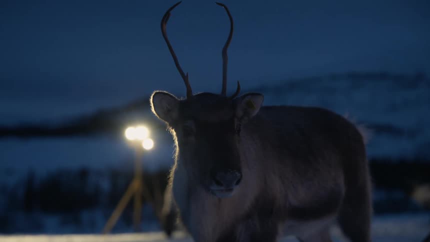 A beautiful reindeer with antlers stands still in the snow at twilight, illuminated by a warm spotlight in a winter landscape