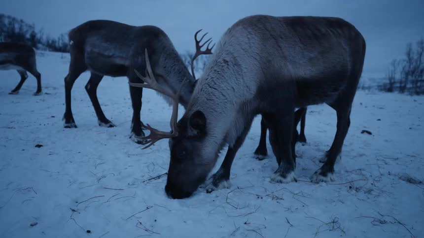 A small herd of reindeer forages for food in the deep snow during a cold winter twilight