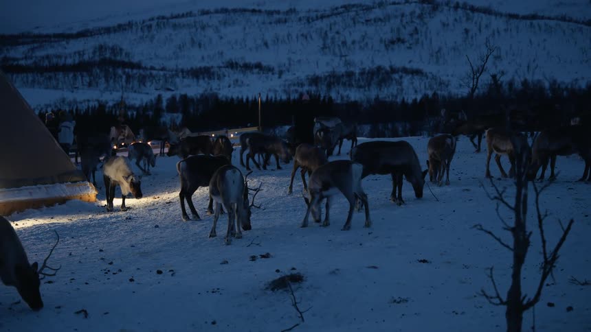 A herd of reindeer graze in the snow at night next to a traditional lit teepee in a wintery arctic landscape