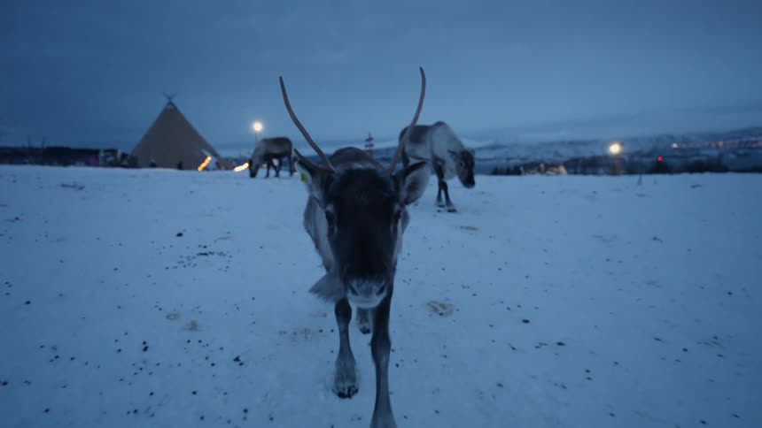 A curious reindeer approaches the camera in super slow motion across a snowy landscape at a winter camp
