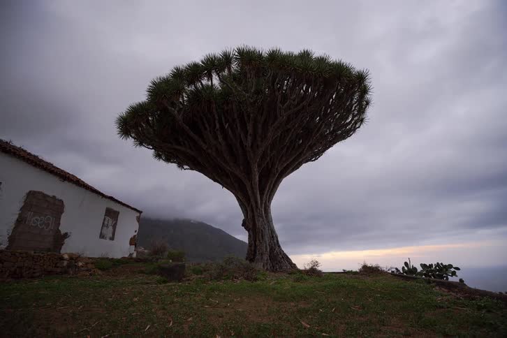 A dramatic timelapse shows fast-moving clouds passing over a majestic, ancient Dragon's Blood Tree and an abandoned building on a hill as day turns to night