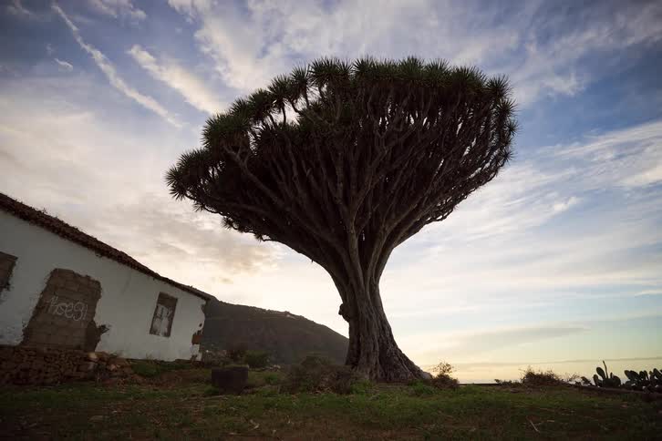 A dramatic timelapse captures clouds moving over a majestic, ancient Drago tree and an abandoned house at sunset