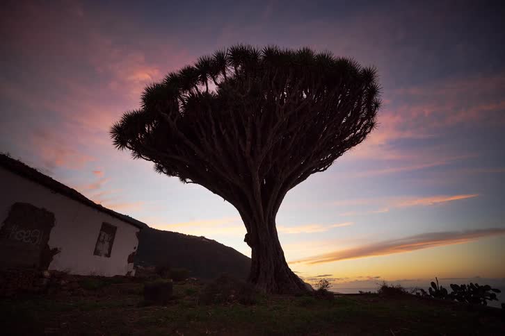 A timelapse of a vibrant sunset unfolds behind the silhouette of an ancient Dragon Tree and an abandoned house