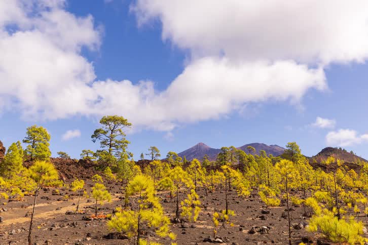 A beautiful timelapse of clouds rolling over a volcanic mountain landscape with vibrant young pine trees in the foreground