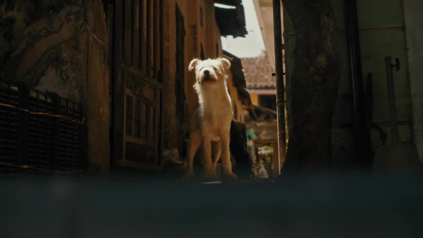A scruffy white dog stands in a beam of sunlight in a dark alleyway and barks at something off-screen