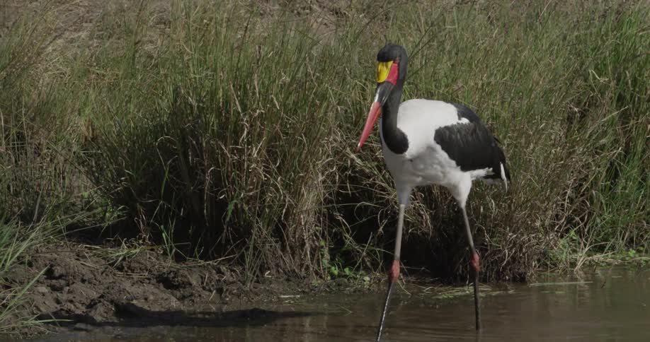 A crane walks in the shallow water