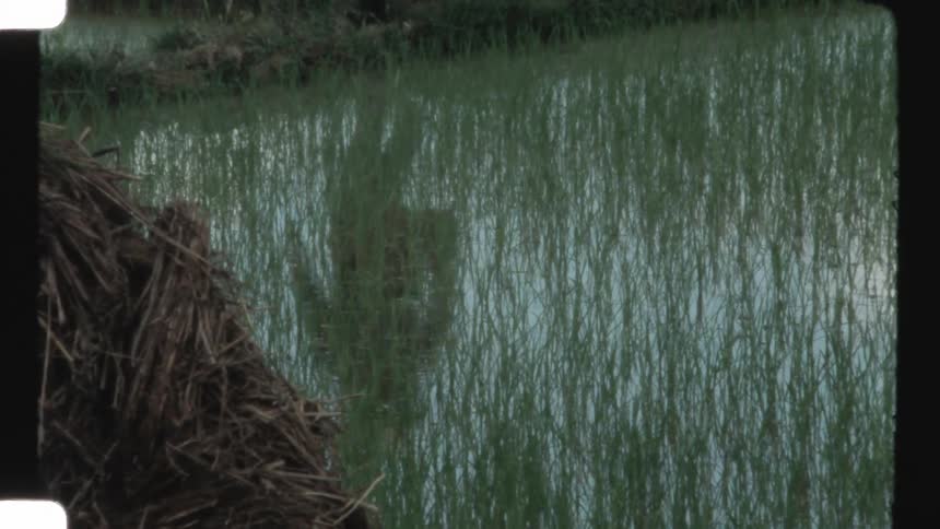 Serene vintage footage shows the reflection of a person in a conical hat on the still waters of a rice paddy