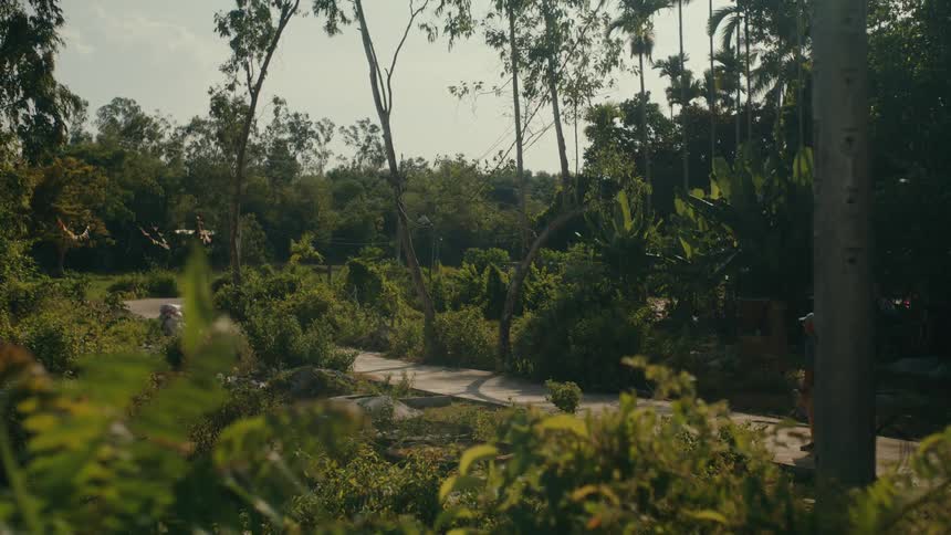 A man takes a peaceful walk down a winding path surrounded by lush, overgrown tropical greenery