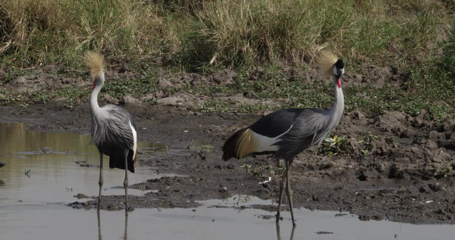 Wild birds standing in muddy water