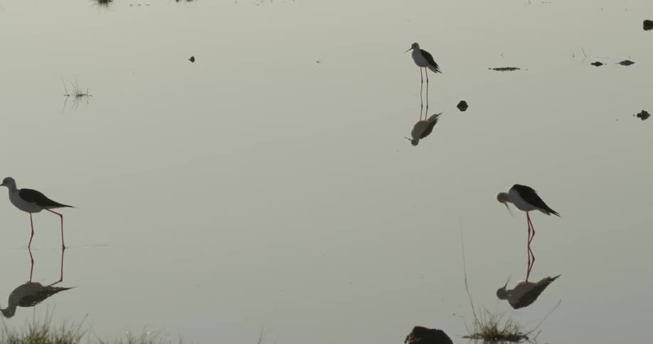 Birds wading in water