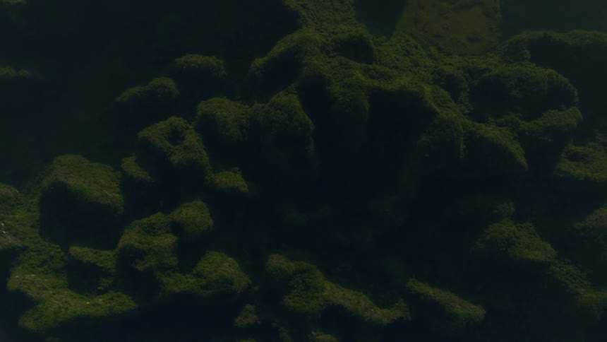 A mysterious top-down view of dark, still water reveals moss-covered rocks submerged below the surface