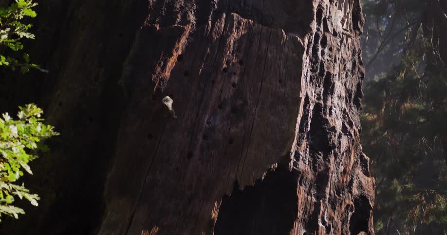 A quick gray squirrel scales the enormous, gnarled trunk of a sequoia tree before jumping away