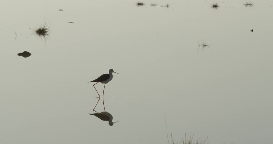 A bird walks through shallow water