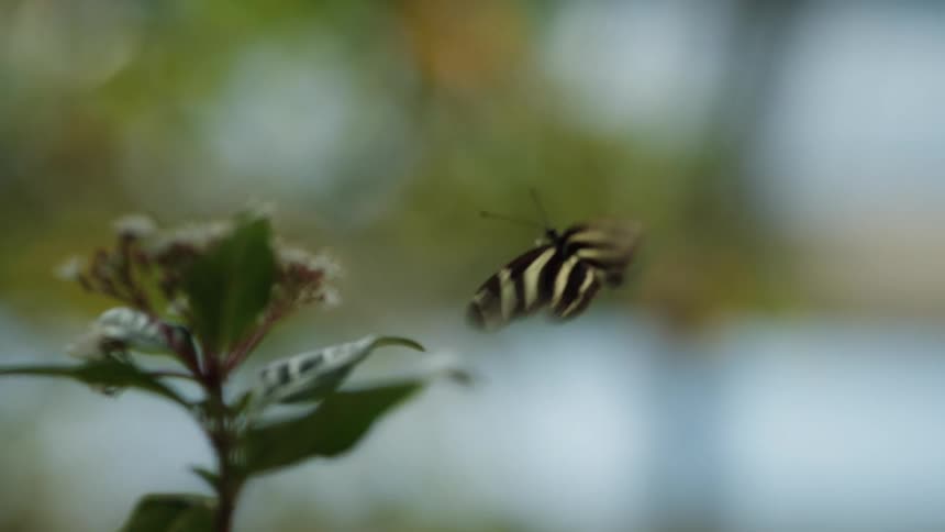 A beautiful Zebra Longwing butterfly flies and hovers near a white flower in serene slow motion