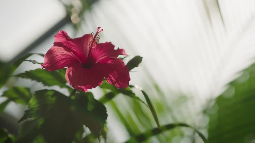 A vibrant red hibiscus flower is backlit by soft sunlight against a background of lush green leaves