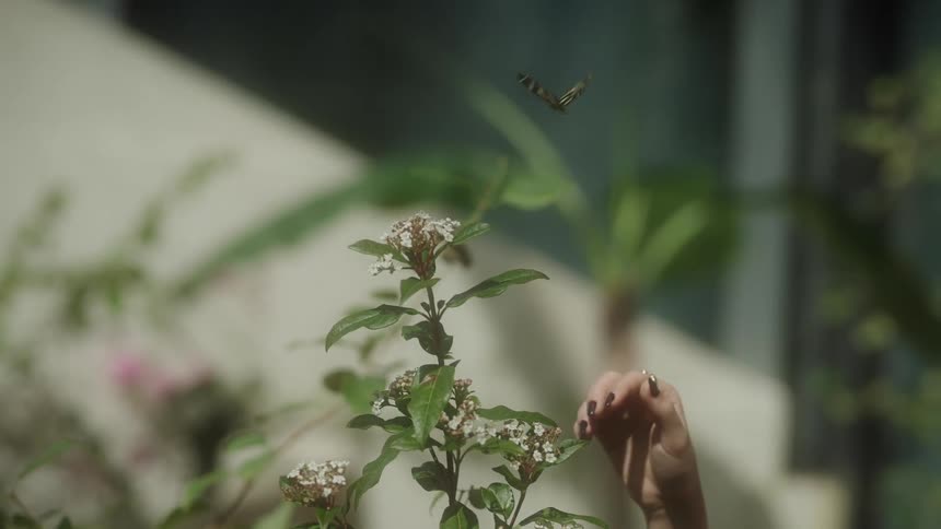 A beautiful zebra longwing butterfly flutters gracefully in slow motion around a white flowering plant
