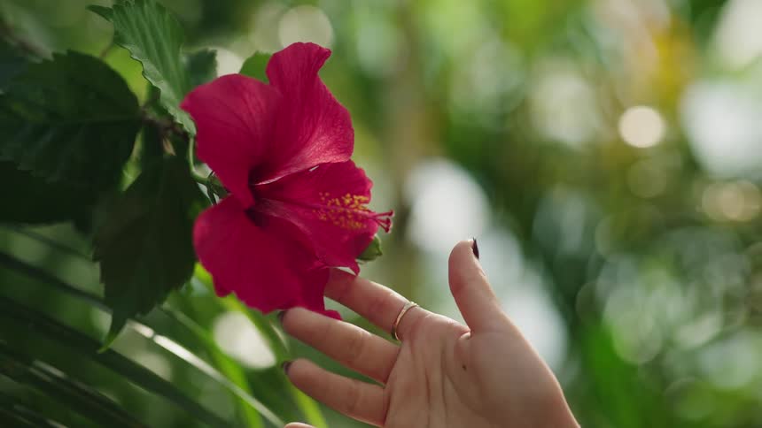 A woman's hand gently touches the soft petals of a vibrant red hibiscus flower blooming in a lush tropical garden