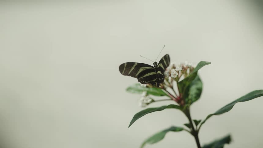 A Zebra Longwing butterfly rests on a delicate white flower before gracefully taking flight in slow motion against a plain background