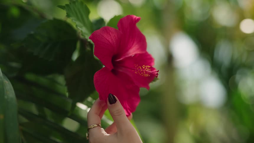 A woman's hand gently touches a vibrant red hibiscus flower in a lush tropical garden