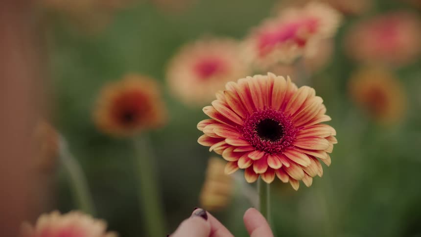 A woman's hand gently touches and then releases a beautiful orange and red gerbera daisy in a field of flowers
