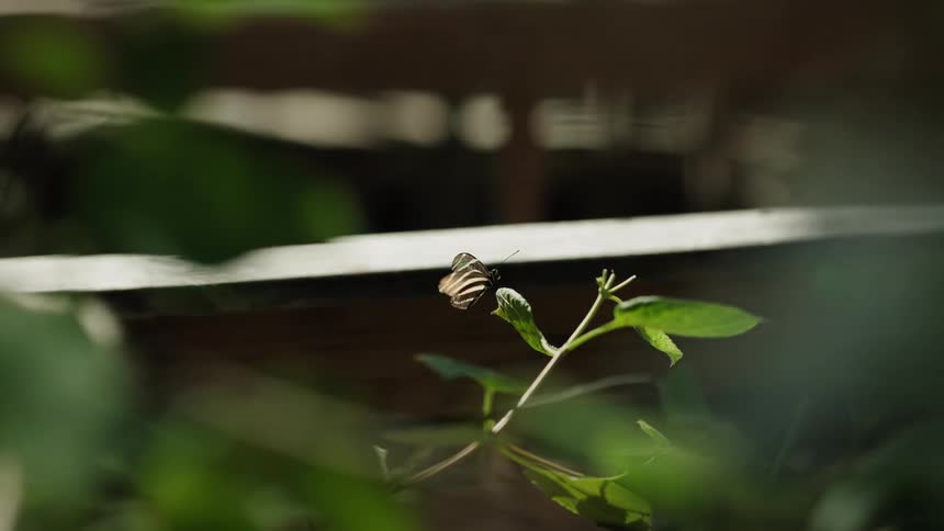 A striped butterfly sits serenely on a sun-dappled green leaf in a tranquil garden