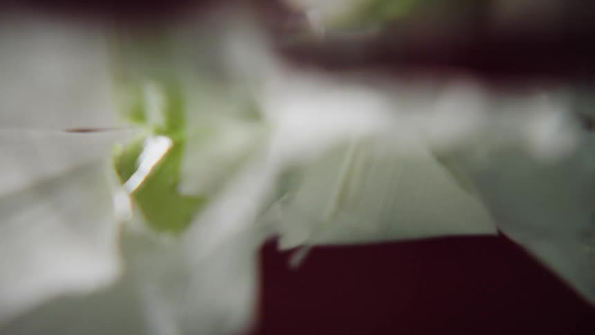 A delicate white flower is gently pulled from dark water in a mesmerizing slow-motion macro view