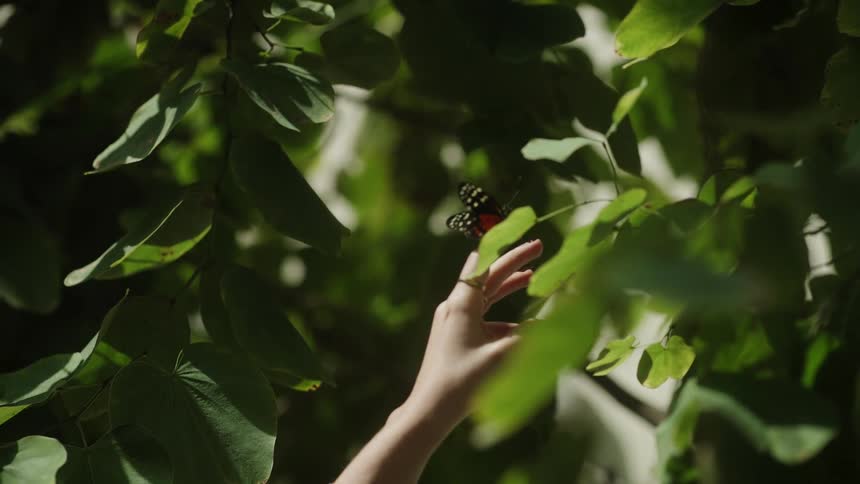 A hand gently reaches for a colorful butterfly resting on a green leaf, which then flies away in slow motion