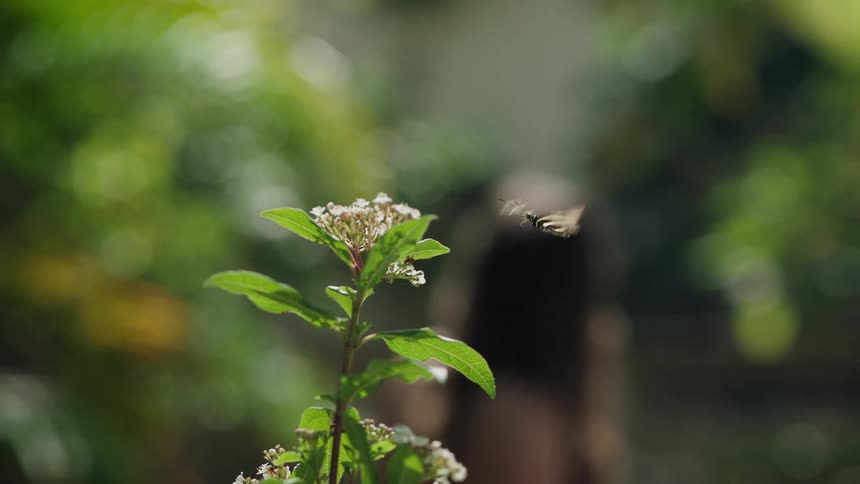 A Zebra Longwing butterfly flutters its striped wings in super slow motion as it hovers over a white flower in a lush garden