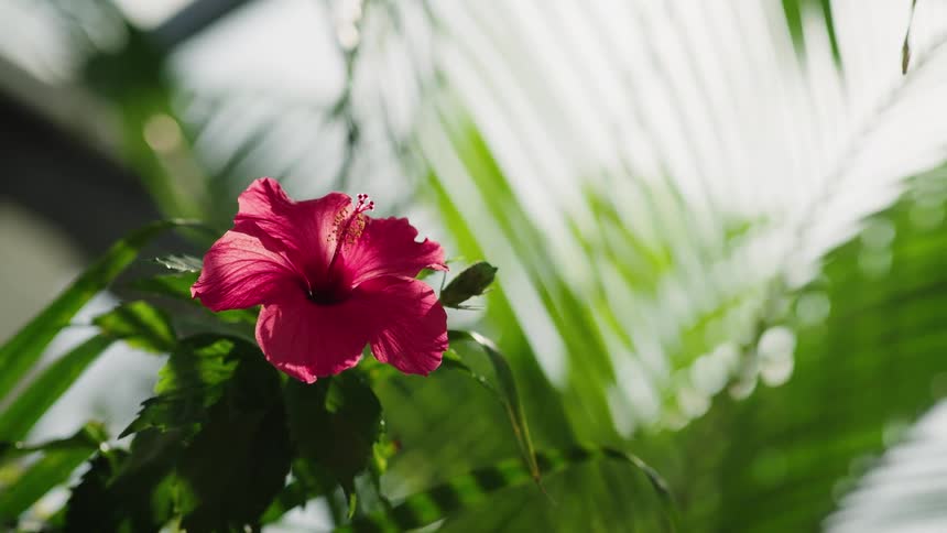 A vibrant pink hibiscus flower blooms in the soft sunlight against a backdrop of lush green tropical leaves