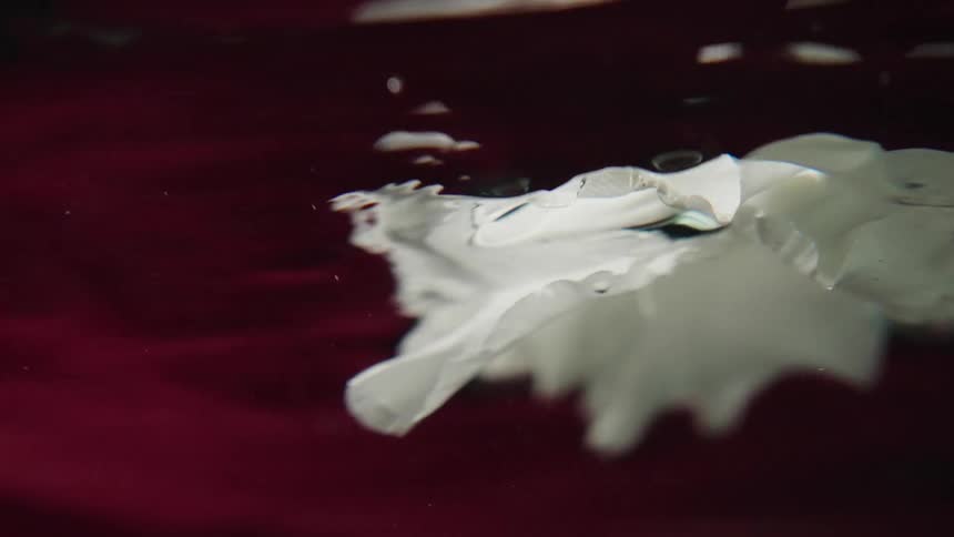 A beautiful white flower is slowly pulled from rippling water against a dark red background in super slow motion