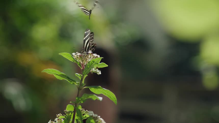 A Zebra Longwing butterfly rests on a white flower while another flutters around it in a sunlit garden