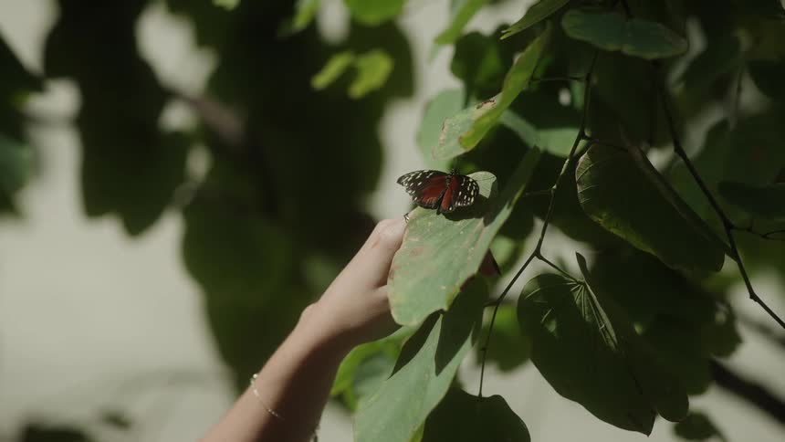 A delicate butterfly takes flight in slow motion from a lush green leaf after being gently nudged by a woman's finger