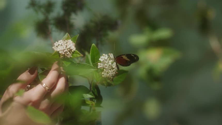 A close-up of a person's hand gently holding a plant stem as a colorful butterfly rests on a white flower