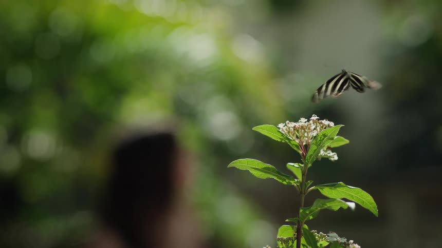 A stunning striped butterfly takes flight in slow motion from a delicate white flower in a lush, sun-dappled garden