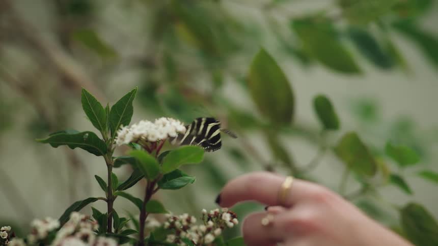 In a stunning slow-motion shot, a Zebra Longwing butterfly takes flight from a white flower after a gentle touch from a human finger