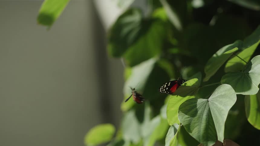 A vibrant red and black butterfly flies in slow motion, dancing around another perched on a lush green leaf before they both fly away