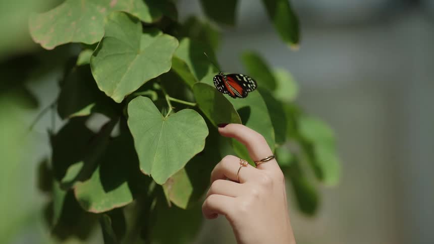 A delicate red and black butterfly takes flight from a vibrant green leaf in slow motion as a woman's hand gently approaches