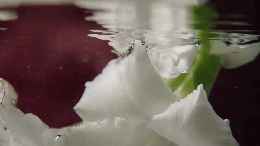 An artistic macro shot shows a delicate white flower floating on the surface of water in slow motion