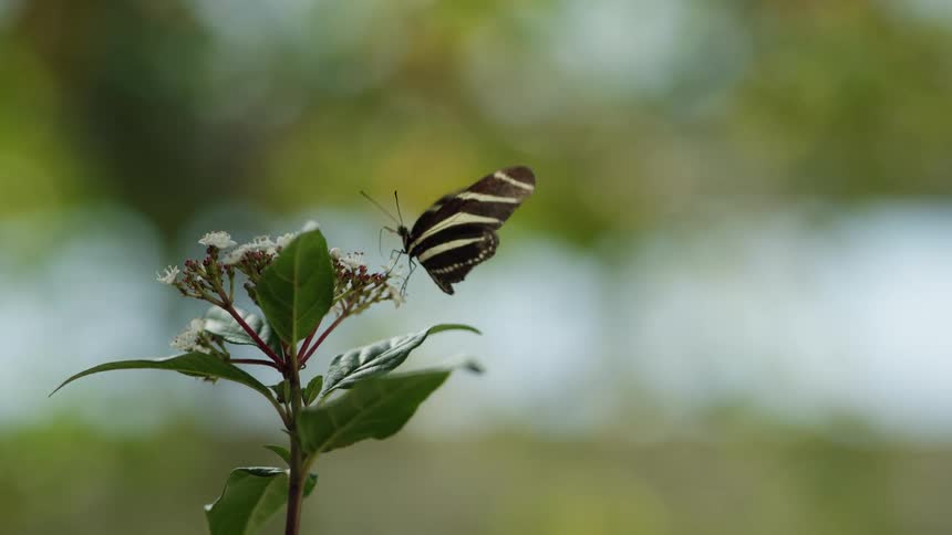 A beautiful Zebra Longwing butterfly gently flaps its wings while feeding on the nectar of a small white flower