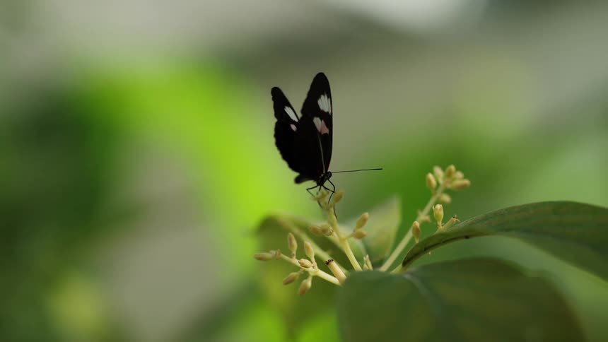 A delicate black butterfly with white and pink markings gracefully flaps its wings and takes off from a green plant in stunning slow motion