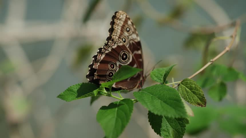 A detailed close-up shot of a brown Owl butterfly with closed wings resting on a green leaf