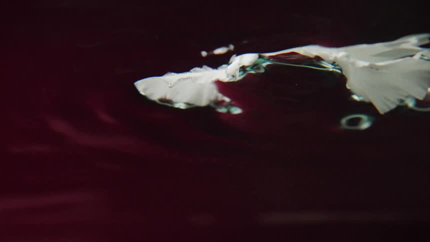 An elegant white flower sinks gracefully beneath the surface of dark red water in slow motion