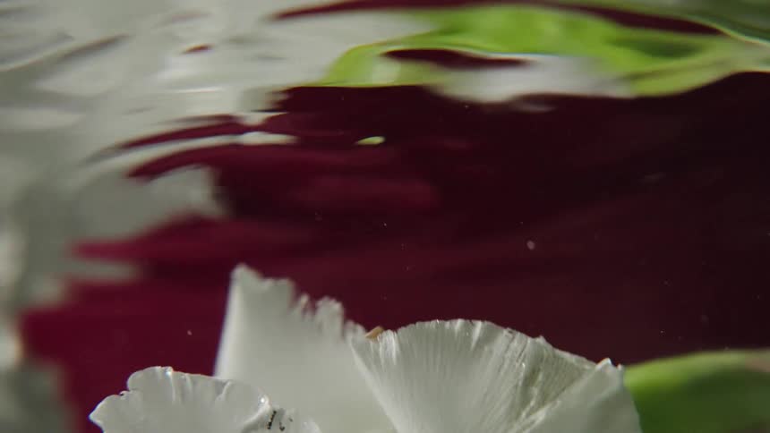 An abstract, dreamy macro shot of white flower petals submerged in gently rippling water against a red background