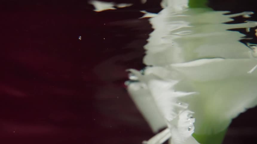 An artistic macro shot shows a delicate white flower sinking and unfurling in dark red water in slow motion