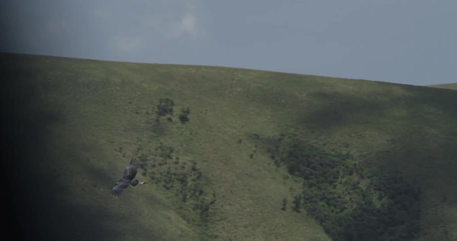 A large crane flies into a valley