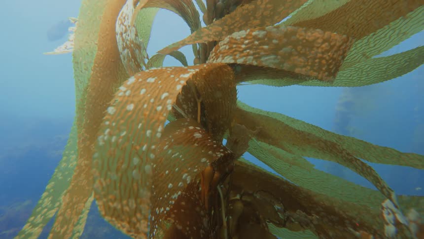 A close-up view of textured brown kelp fronds swaying gracefully in the blue underwater environment